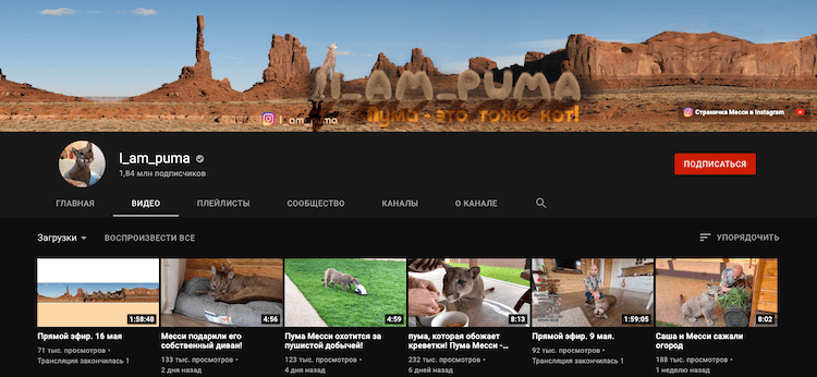 Популярные YouTube каналы про животных