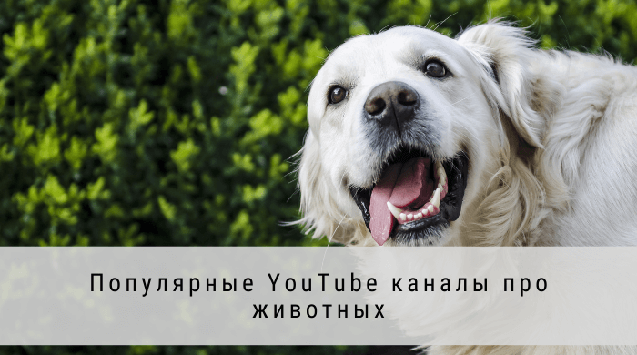 топ 100 русских ютуб каналов каналы про животных